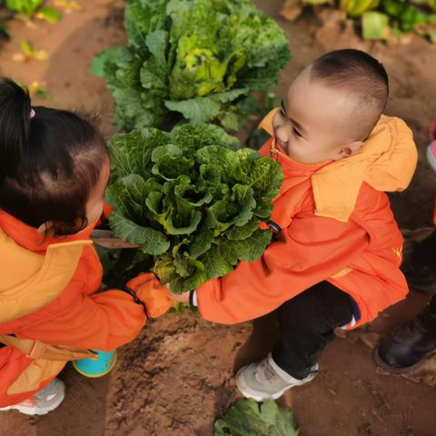 河北粮食补贴最新消息，政策解读与补贴动态展望